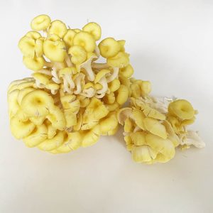 golden oyster mushroom - nam hoang kim