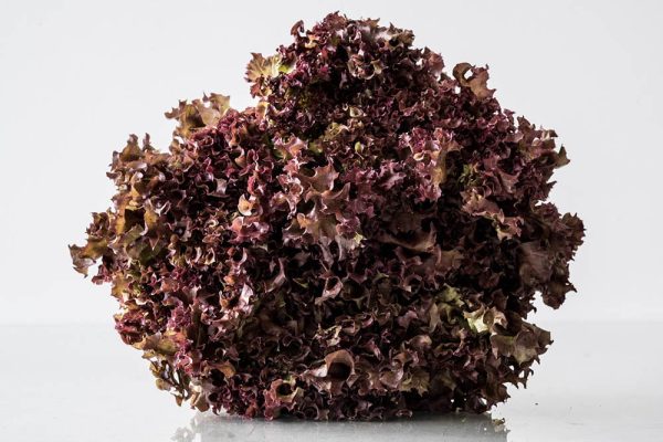 All-natural Red Lolo Lettuce - xa lach lolo do