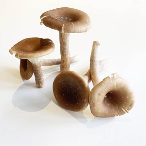 big cup mushroom - nam chan dai