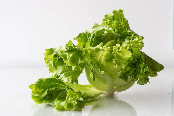 Green Lolo Lettuce