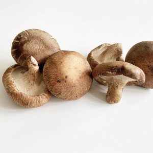 Japanese Shiitake Mushroom - nam dong co nhat