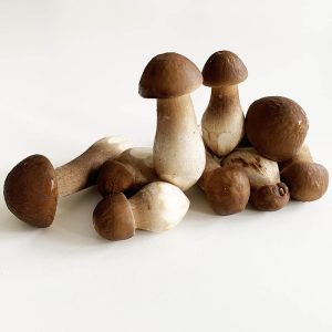 Rooting Shank Mushroom - nam moi den