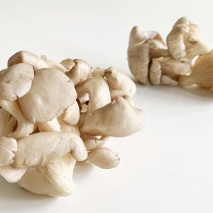 oyster mushrooms - nam ngoc thach