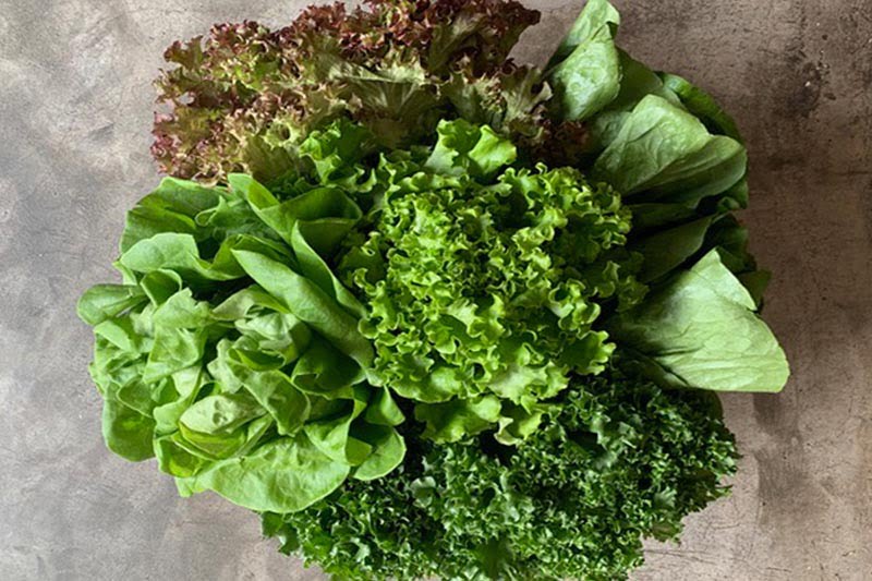 Lettuce hotsell juice benefits