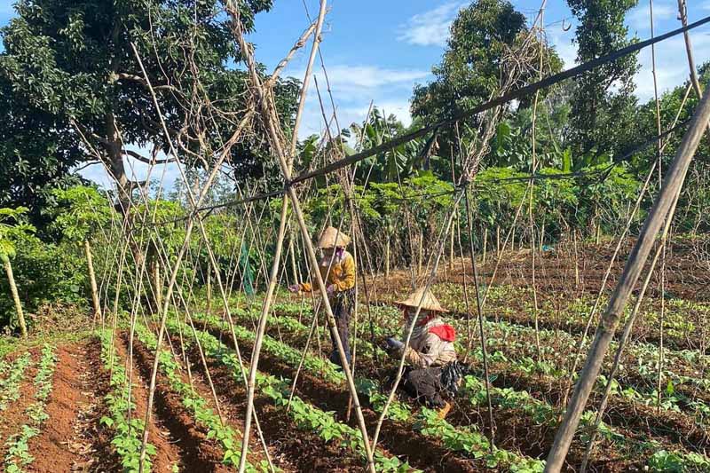 Start-up With Clean Agriculture - nong nghiep sach