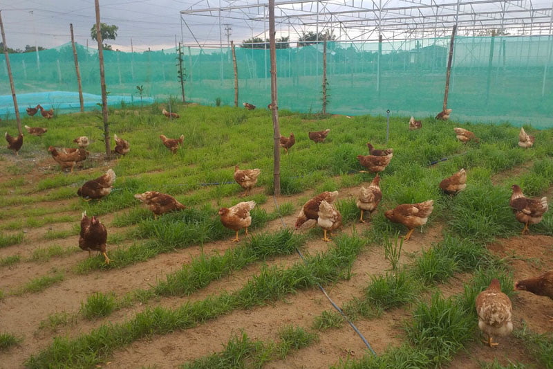 bynature-free-range-organic-eggs-trung-ga-huu-co-tha-vuon