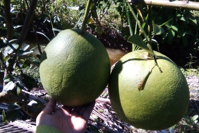 pomelos from coconut orchards - xen canh buoi da xanh huu co trong vuon dua