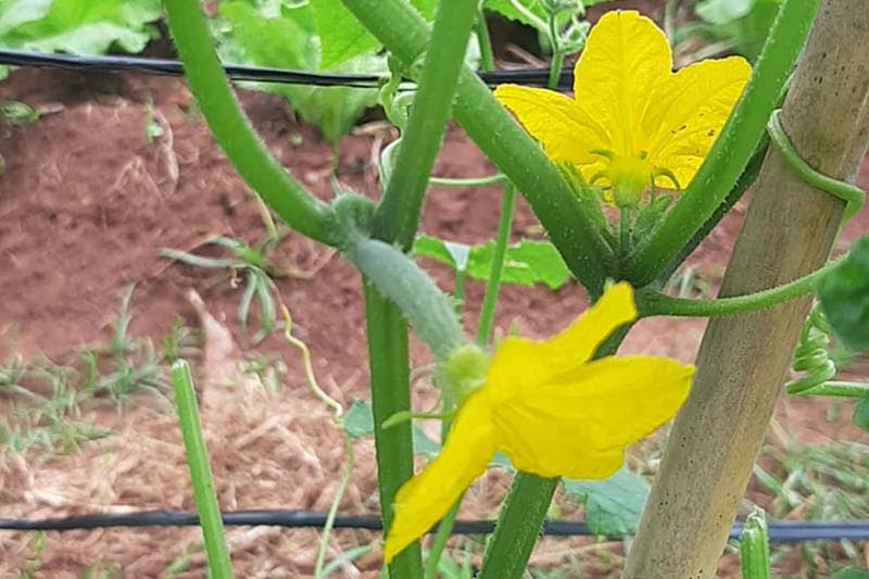 The Organic Farming Journey - hanh trinh lam nong nghiep huu co