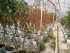 bynature-tomatoes-farming-during-the-rainy-season-mua-mua-o-vuon