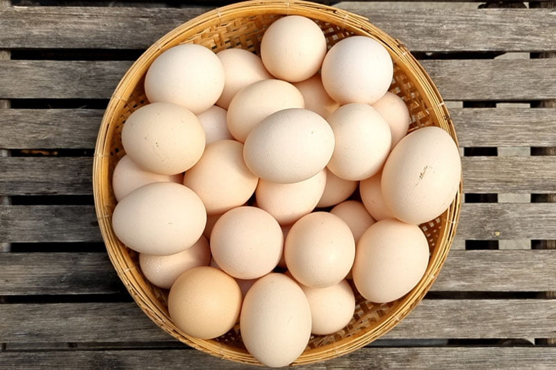 why free range eggs - tai sao ban nen chon trung ga tha vuon