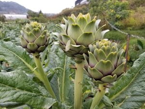 bynature artichoke tea