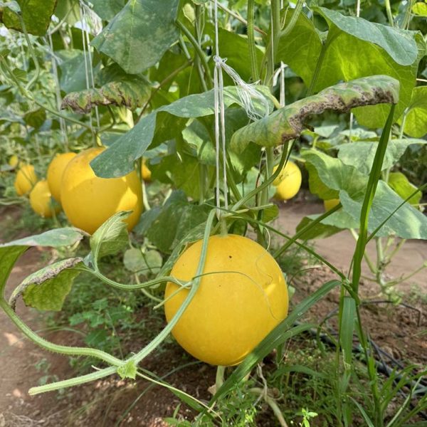 bynature organic yellow melon - dua le hong kim huu co