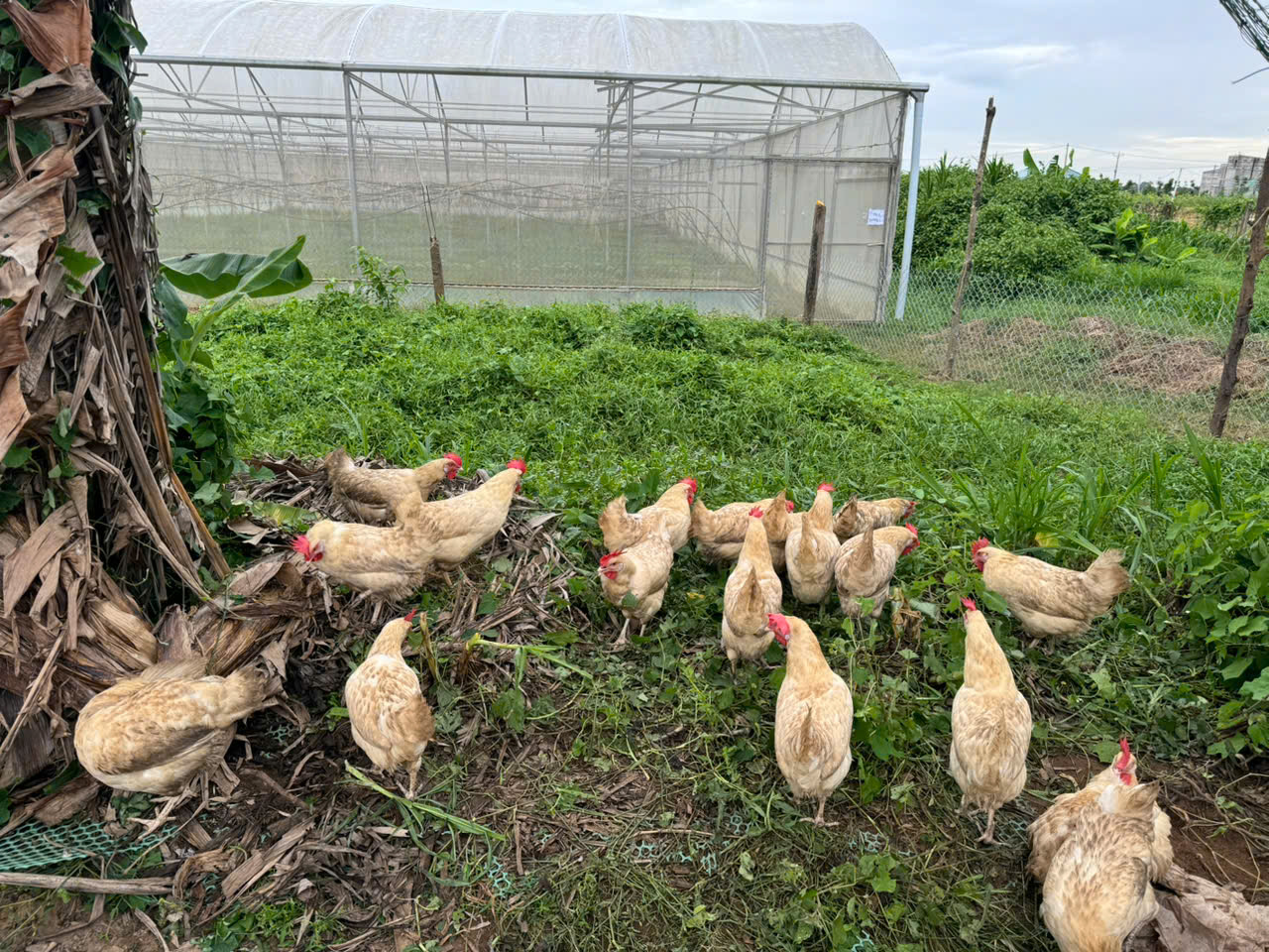 The True Taste of Chicken: Our Local Free-Range Birds are a Cut Above
